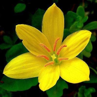 Floriculture Greens Imp. Rain lily/Zephyranthes Saffron Flower Bulbs For Home Gardening Planting (Yellow, Pack Of 10 Bulbs) (B0845M46QK) Amazon Price History, Amazon Price Tracker