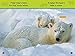 All About Bears (National Geographic Kids Readers, Pre-Reader)