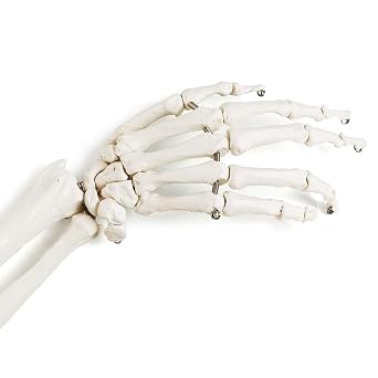 EVOTECH SCIENTIFIC Human Upper Limb Skeleton Anatomical Model, Life Size Arm Skeleton Model W/Clavicle Scapula and Articulated Hand Bone for Hospitals Offices Schools University Study Display
