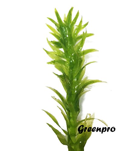 3 Bundles Anacharis "Egeria Densa" Elodea Live Aquarium Plants Freshwater Pond Aquatic Water Plant Decorations By Greenpro #TOP2