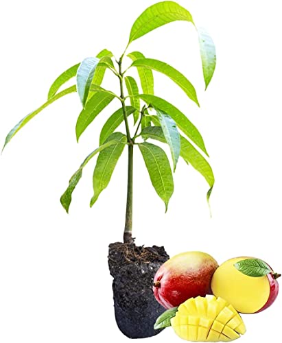 DECOALIVE Mango - Árbol Frutal Tropical - Planta Natural de Exterior