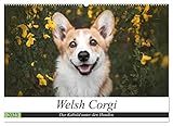 Welsh Corgi - Der Kobold unter den Hunden (Wandkalender 2023 DIN A2 quer), Calvendo Monatskalender