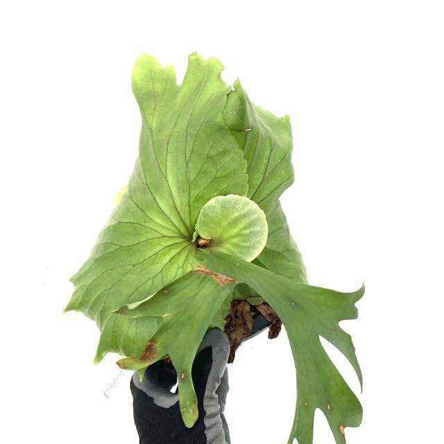 Amazon.co.jp: (現品) コウモリラン 'キッチャクード' (No.40919