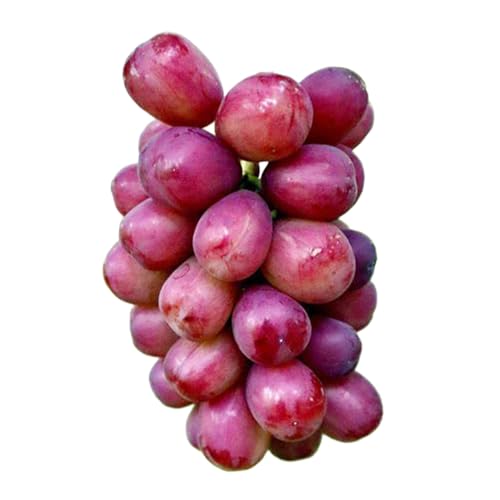 [桐箱入り] 我が道 1房[2026年9月上旬発送開始](茨城県共通品:大子町) シャインマスカット ウインク 葡萄 ブドウ ぶどう 果物 フルーツ 希少 贈答用 贈り物 ギフト プレゼント