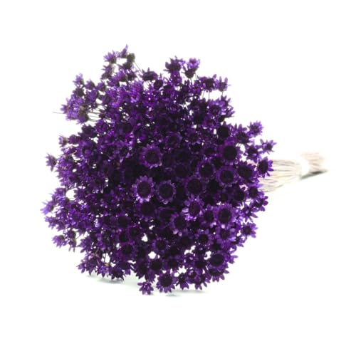 Planta Seca Eterna Azul