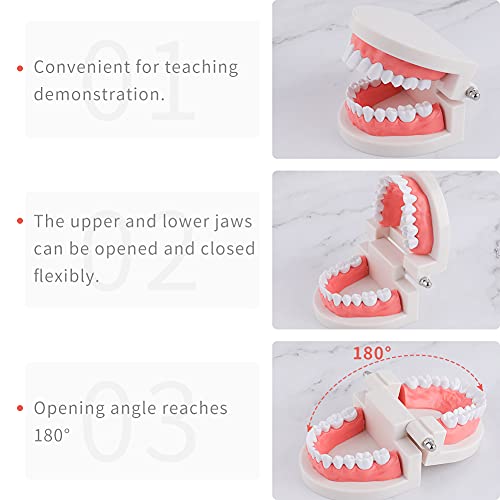 Lvchen Standard Dental Model - Teeth Brushing Model Practice Kids Dental Teaching Study Supplies Clean Display Adult Standard Demonstration Teeth Model #TOP2