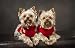 LHJOYSP Casse Tete Difficile Puzzle 500 Piece Chien Yorkshire Terrier 52x38cm