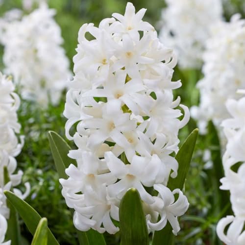 Plant in a Box - Hyacinthus Carnegie x10 - Carnegie Hyazinthe Zwiebeln - Blumenzwiebeln Winterhart für Garten, Terrasse oder Balkon