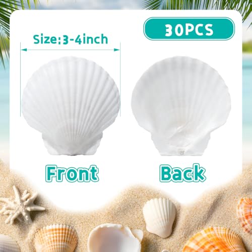 Image of QICQDRAM 30PCS Seashells for Crafts 3''-4'' Scallop Shells for Painting