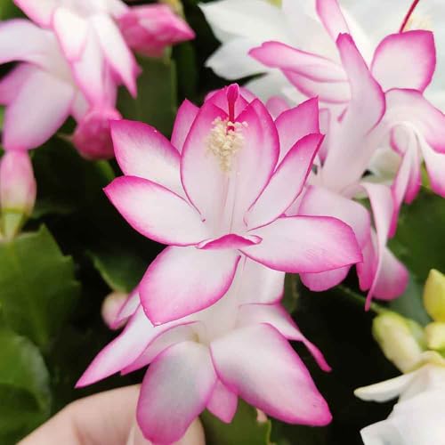 pianta vera di Schlumbergera truncata fiore fuksia bianco Schlumbergera dark eva cactus di Natale fucsia pianta grassa pendente succulente fiorite