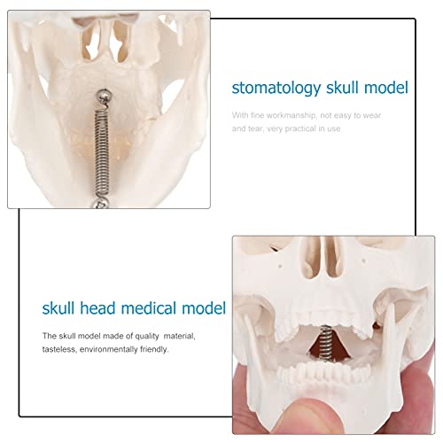 Yardwe 1 Unidade Crânio Esqueletos Do Dia Das Bruxas Enfeite De Mesa Halloween Pequenas Cabeças De E