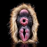 Spielzeug aus Silikon und Plüsch für erwachsene männliche Kamel-Masturbatoren mit Fell-Sexspielzeug, realistischer 3D-Vagina-Anal-Stroker mit strukturierter Oberfläche, Masturbationsbecher in Tierform