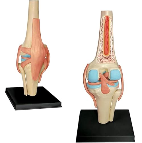Modèles anatomiques 4D AMITD enseignement médical anatomie humaine corps