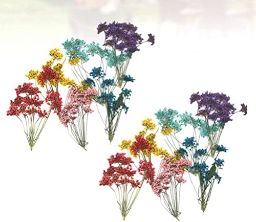 Real Dried Flower, 60pcs flores secas para manualidades miniatura 2