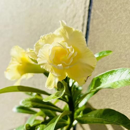 Semillas de la planta rosa del desierto semillas de flores plantas en macetas resistentes semillas de hierbas plantas de jardín maceta planta decorativa para balcones semillas de techo 5pcs