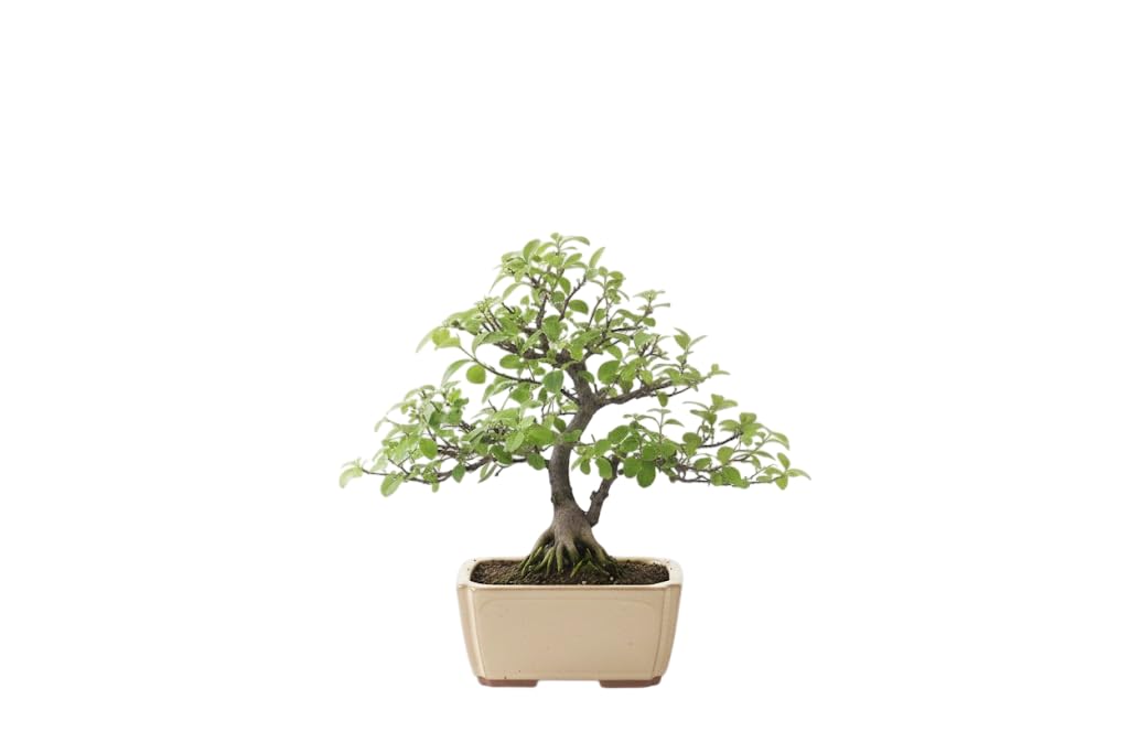 Colección y Estilo: Bonsái Árbol de las Mil Estrellas Serissa – DECOALIVE | Planta Natural Viva con Hoja Pequeña, Floración Blanca y Presencia Premium en Interior