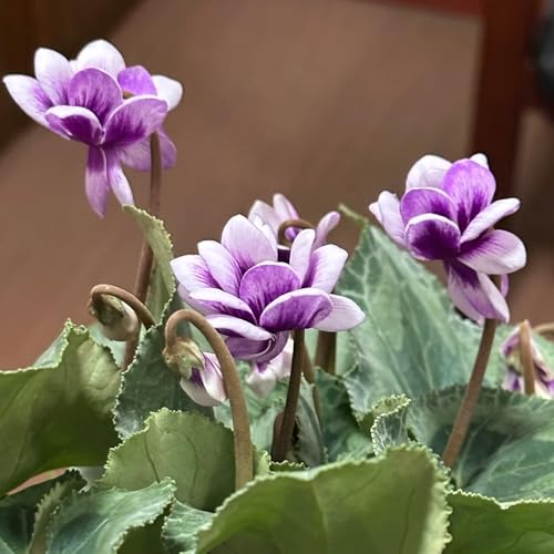 ciclamino ciclamino semi di resistenti rampicanti, biologici di perenni resistenti all'esterno, 35pcs