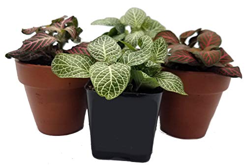 3 Colorful Nerve Plants - Fittonia - Terrarium/FairyGarden/House Plant -