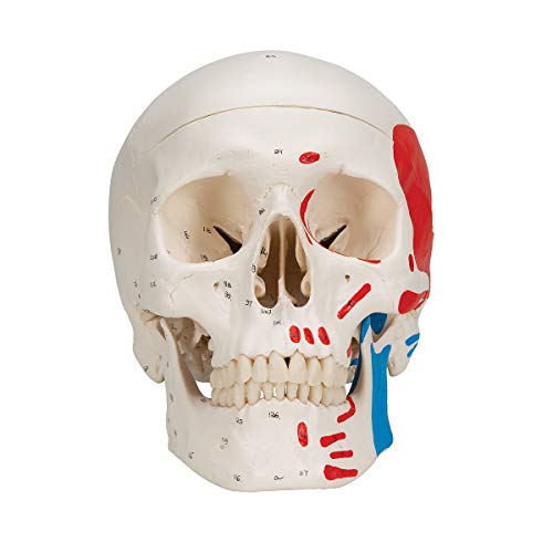 Image of 3B Scientific Classic Skull, Painted, 3-Part