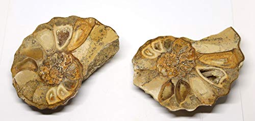 Ammonite Acanthoceras Split Polished Fossil Texas 96 MYO w/Label #16251 12o