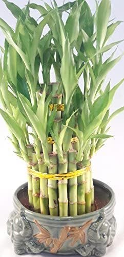 Lucky Bamboo Tower in Decorative Elephant Pot (Twin Elephants) Unique from Jmbamboo