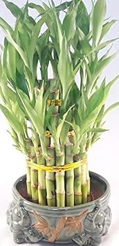 Lucky Bamboo Tower in Decorative Elephant Pot Twin Elephants Unique from Jmbamboo