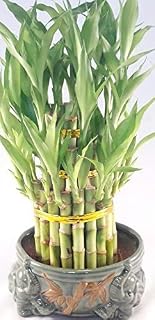 Lucky Bamboo Tower Twin Elephants