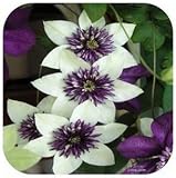 Clematis Seeds,clematis Plant Seeds,clematis - 200 Pcs (Clematis 1)