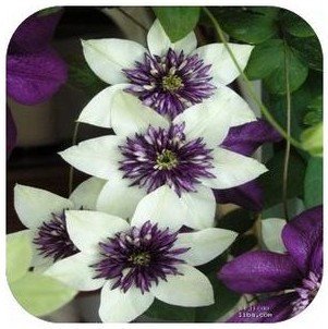 Clematis Seeds,clematis Plant Seeds,clematis - 200 Pcs (Clematis 1) Clematis Seeds,clematis Plant Seeds,clematis - 200 Pcs (Clematis 1)