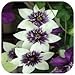Clematis Seeds,clematis Plant Seeds,clematis - 200 Pcs (Clematis 1)