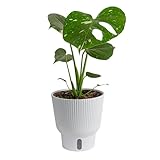 Costa Farms Live Plant, Thai Constellation Monstera House Plant, Self-Watering Plant Pot, Trending Tropicals Collection for Home and Room Decor, 16-Inches Tall