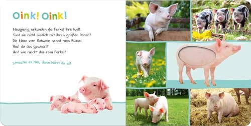 Hör mal rein, wer kann das sein? – Bauernhoftiere: Streicheln und hören | Hochwertiges Pappbilderbuch mit 5 Sounds und Fühlelementen für Kinder ab 18 Monaten (Foto-Streichel-Soundbuch)
