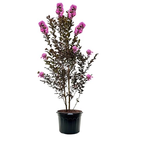Thunderstruck Lavender Skies Crape Myrtle Live Tree