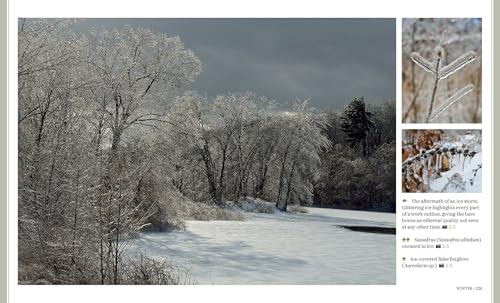 Through the Seasons: A Botanical Odyssey of the Native Plants of the Northeast - Image 9