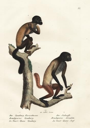 Der Quakary Kurzschwanz / der Judenaffe - Bartsakis bearded sakis Uakari Kurzschwanzaffen / Affen Affe monkeys apes ape monkey