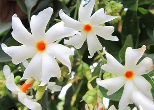 Harshringar/parijat/parijatak Flower Medicinal plant for home garden (Pack of-1) special variety of Harshingar flower plant.