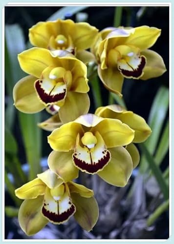 Mehrjährige Blumenzwiebel ist winterhart, Blumenzwiebel Mix, Winterhart zwiebeln, Winterhart pflanzen, Mysteriöse magische Glühbirne-3 Orchidee Zwiebel