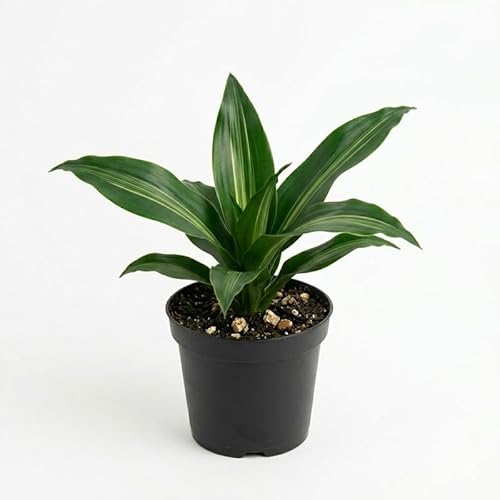 Fragrans Dracaena Plant Live, 4 Inch Pot Indoor House Plants