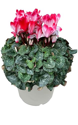 Ԃ̃Mtg VN  NX}X  A a 6 v}[WIW Ε