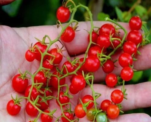 1 Pack of 30 SEEEDS Tomato Cherry RED Currant Sweet Pea