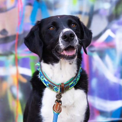 DWAM Dog with a Mission - Hundehalsband - Verstellbar - Weichem Leder – Blau – XS – Leder – Halsumfang zwischen 23–29 x 2 cm – Boho Juan