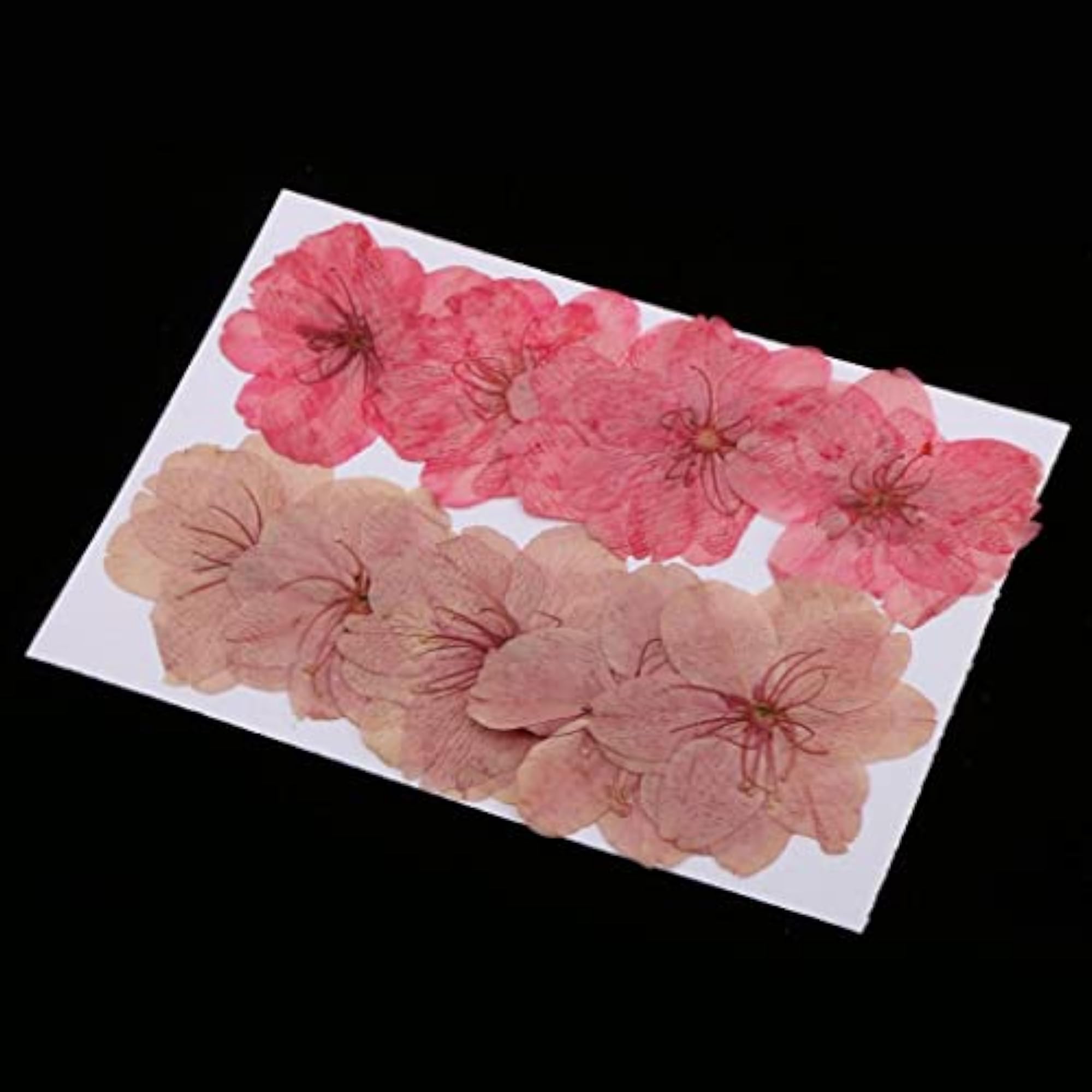 Mixed Color Pressed Dried Sakura Flowers for Art Craft