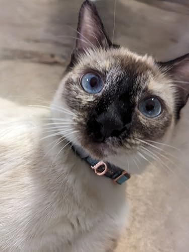 Rogz Urban Katzenhalsband, türkisfarbener Mond mit Sicherheitsschnalle