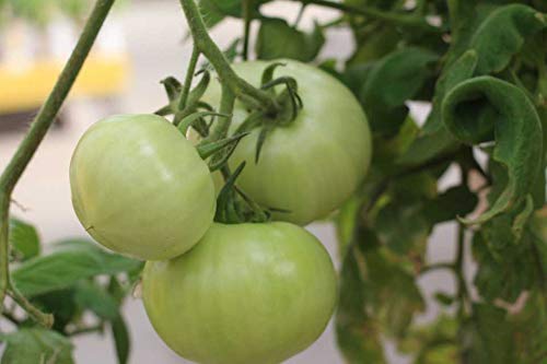 Graines de tomates vertes miniatures, excellent goût AP ETW balcany PORTAL Paquet de 500 graines