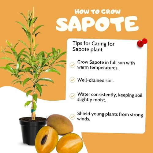 Tropical Sapodilla Tree Live 2 to 3 Feet Tall, Sapote Fruit Tree Plants Live for Outdoor Garden, Ready to Planting, 1 Gallon Pot