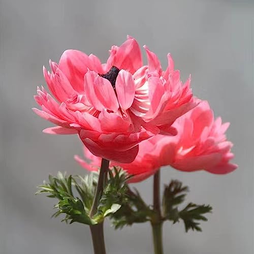 200 pcs Anemone Pflanze Samen Flowers, Pflanzen Anemone cathayensis Schnittblumen, Exotische Pflanzen Gastgeschenke Hochzeit Blumensamen, Winterharte Pflanzen Für Balkon Wildblumensamen,