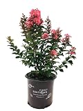 American Plant Exchange Coral Magic Crape Myrtle Tree Live, 3-Gallon Pot, 1-2ft Tall, Vibrant Pink Flowers, Drought-Tolerant, Large Outdoor Landscape Accent, Year-Round Beauty