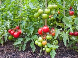 Tomato live plants for home garden,Home garden plants for live tomato (pack of 5) (B0CSWJ3VYW) Amazon Price History, Amazon Price Tracker