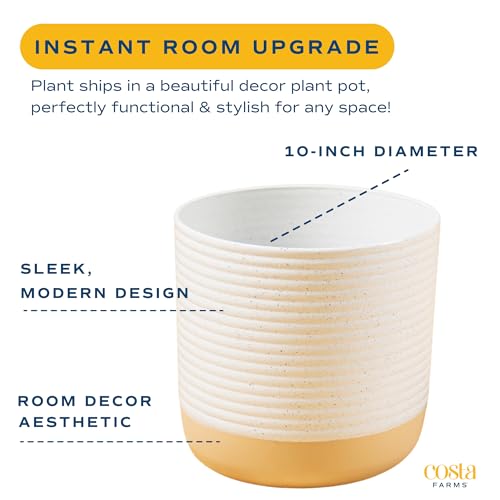 Costa Farms Fiddle Leaf Fig, Live Indoor Plant Ficus Lyrata in Modern Plant Pot, Air Purifying Live Houseplant, Housewarming Gift, Birthday, Room, Home and Office Decor, 2-3 Feet Tall