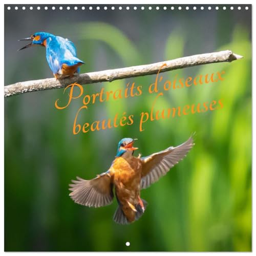 Portraits d'oiseaux des beautés plumeuses (Calendrier mural carré 2026 30x30 cm) Calendrier double avec une page pour vos prises de notes: Découvrez ... à travers des photographies captivantes